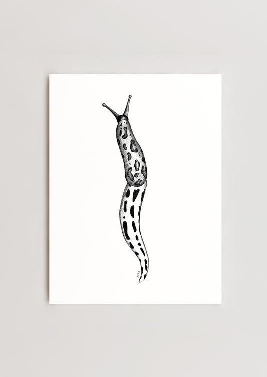 8 x 10 Leopard Slug Print