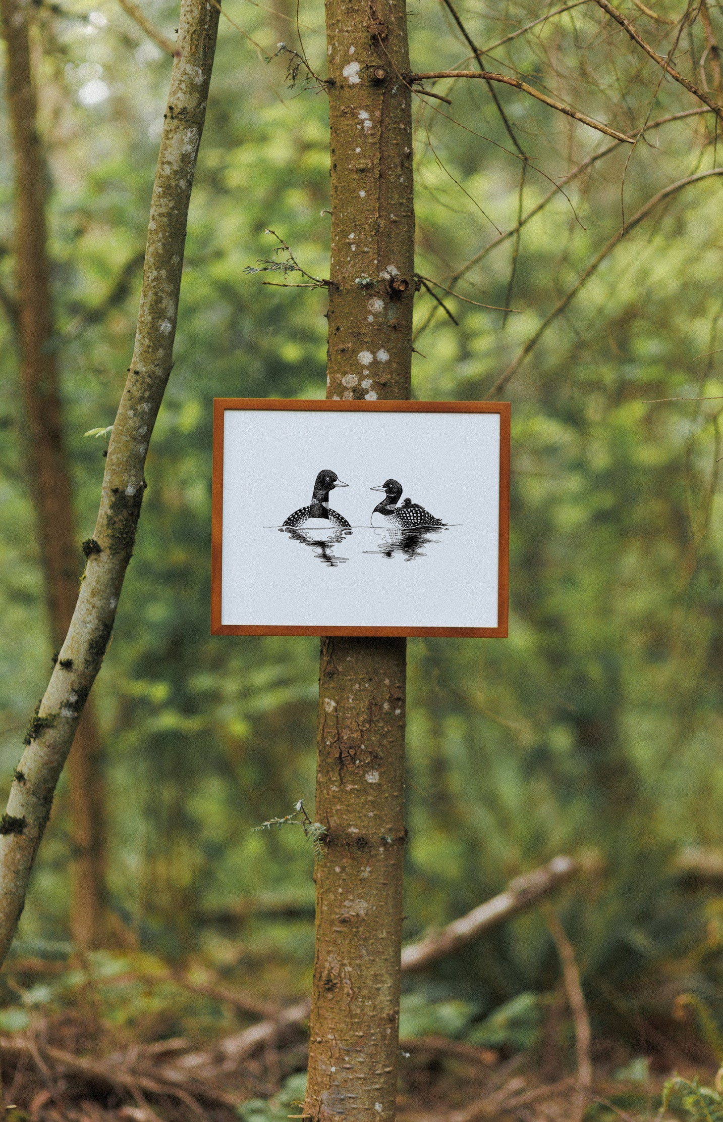 8 x 10 Loons and their Loonlet Print