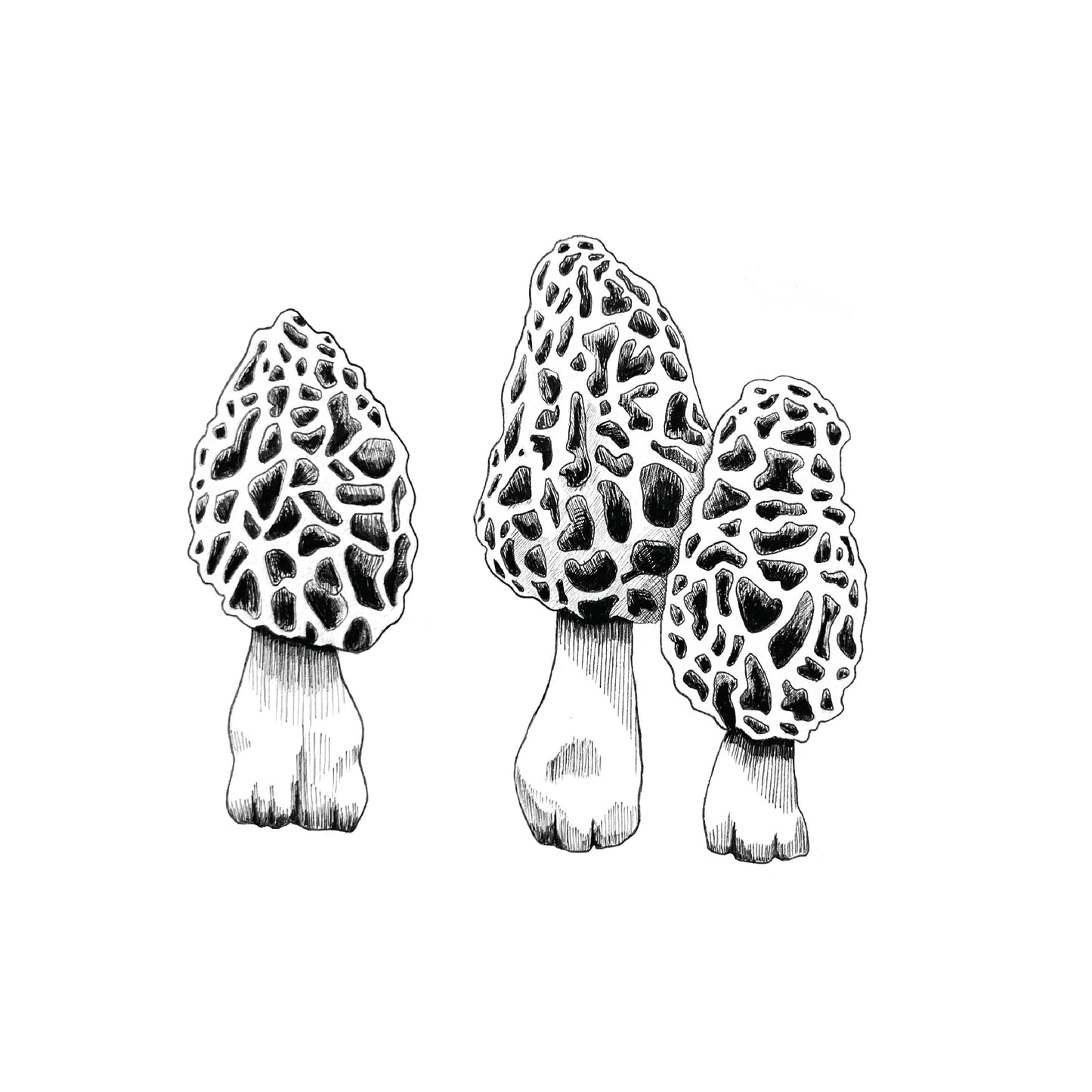 8 x 10 Morel Mushroom Print