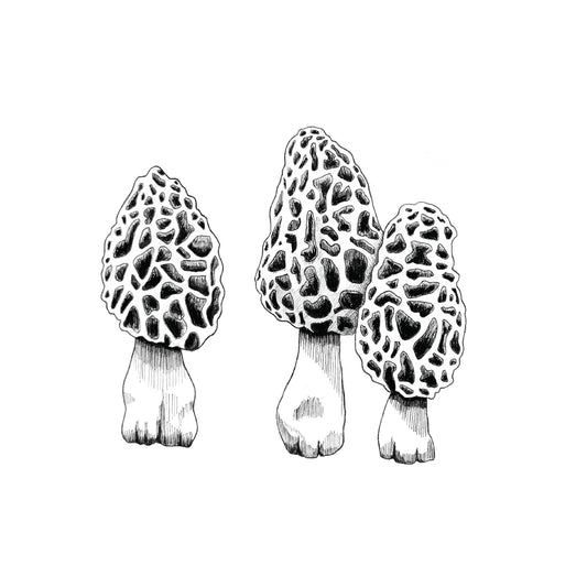 8 x 10 Morel Mushroom Print