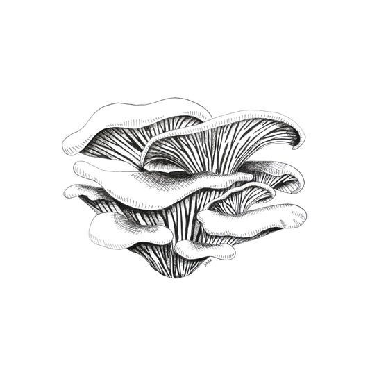 8 x 10 Oyster Mushroom Print