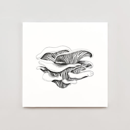 8 x 10 Oyster Mushroom Print