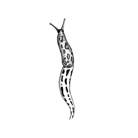 8 x 10 Leopard Slug Print