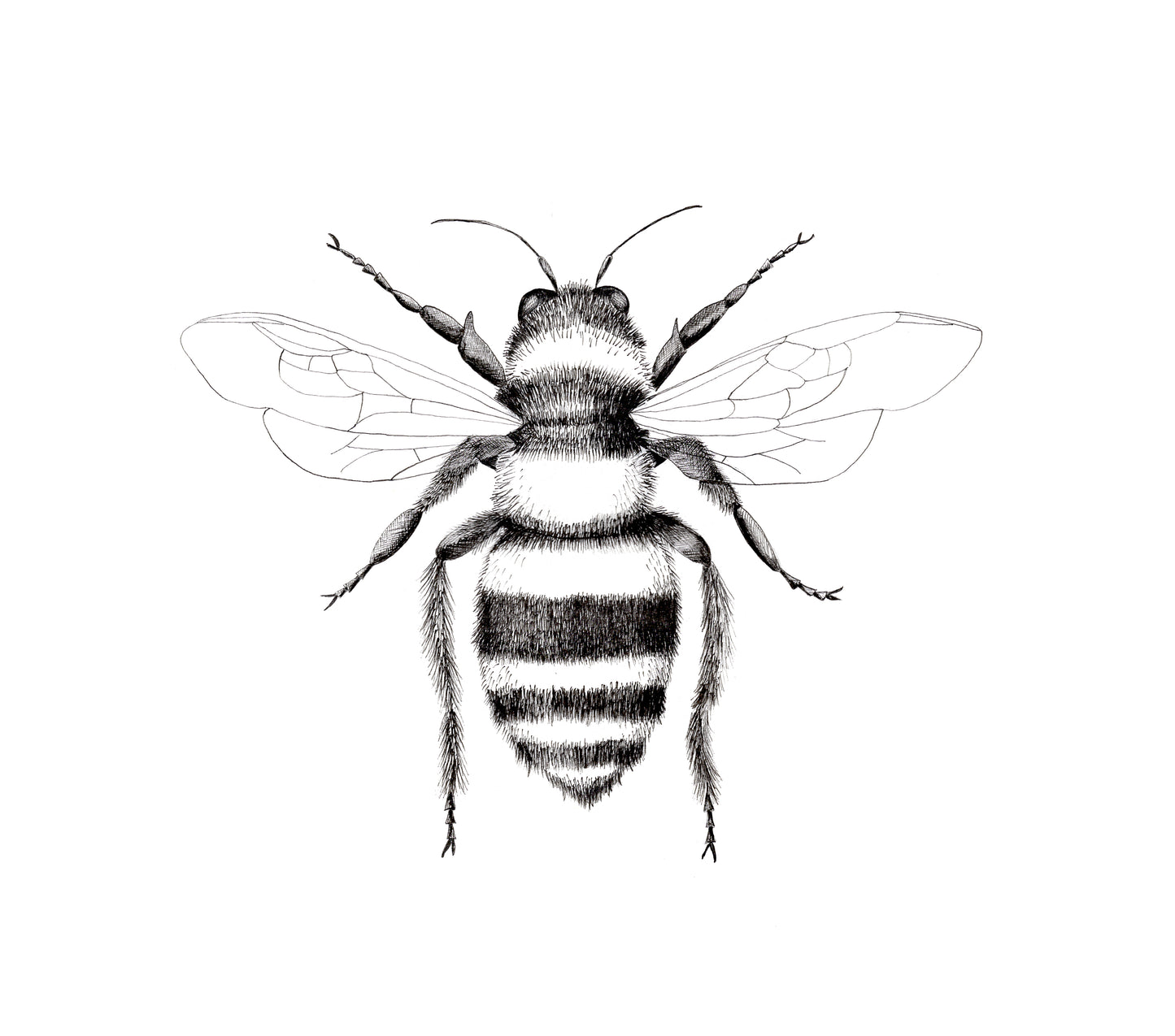 8 x 8 Bumblebee Print