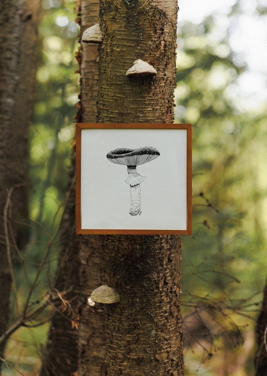 8 x 10 Fly Agaric Mushroom Print