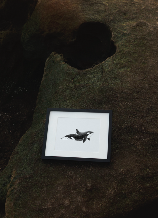 Framed Archival Prints