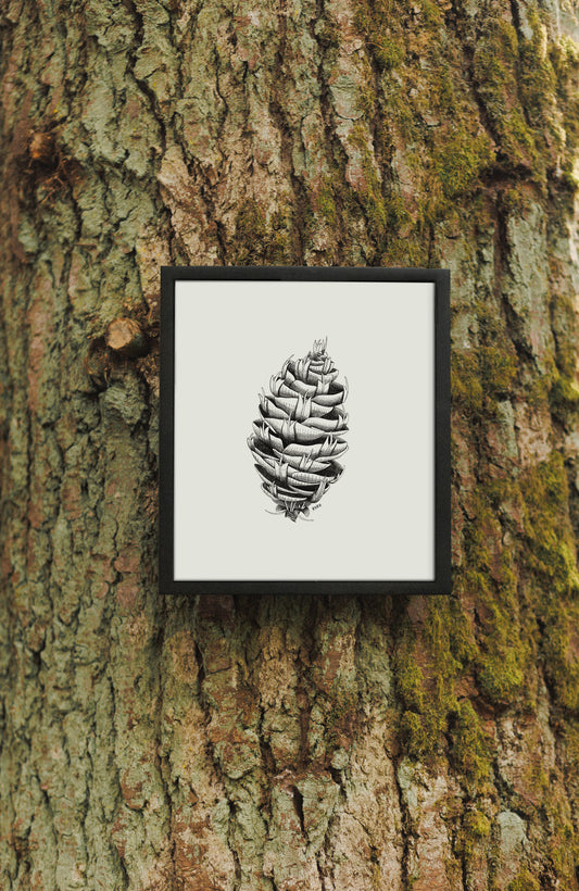 8 x 10 Douglas Fir Pinecone Print