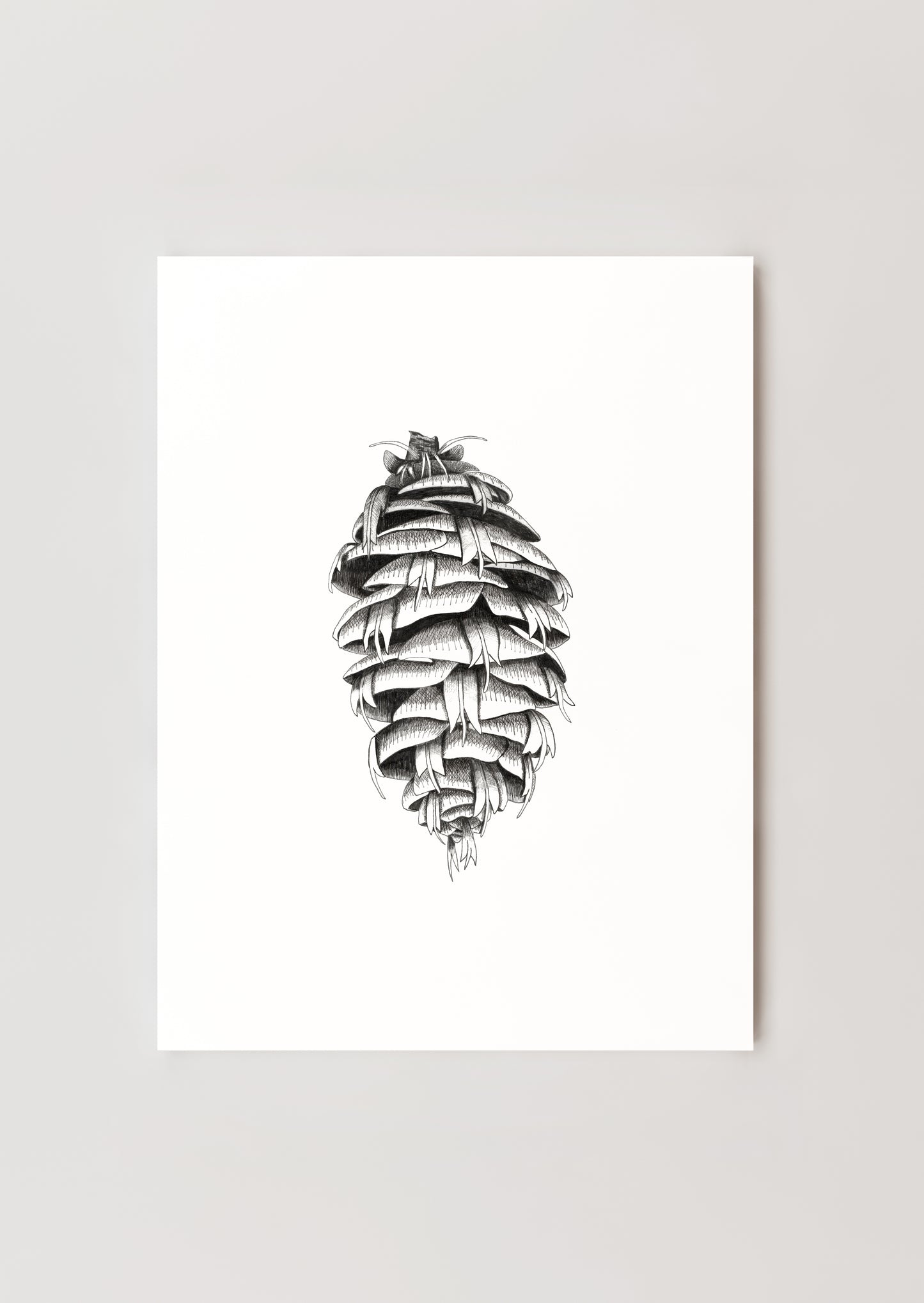 8 x 10 Douglas Fir Pinecone Print