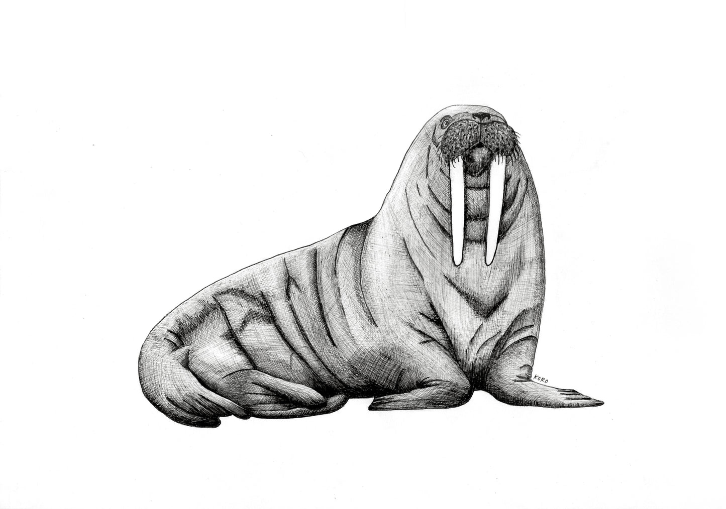 8 x 10 Walrus Print
