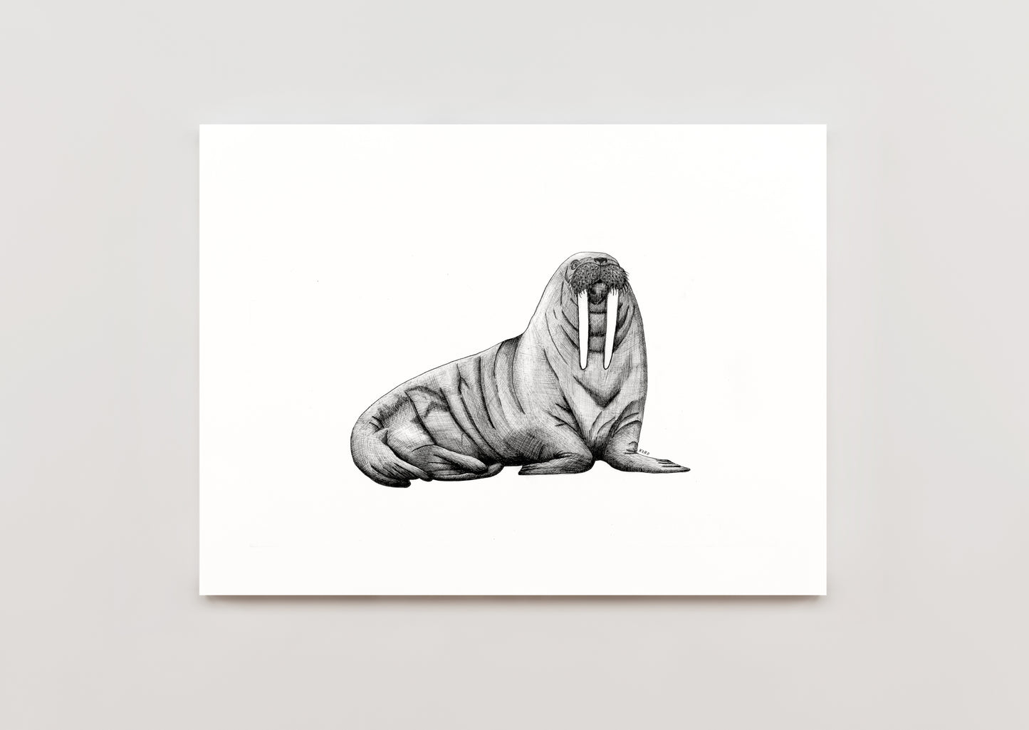 8 x 10 Walrus Print