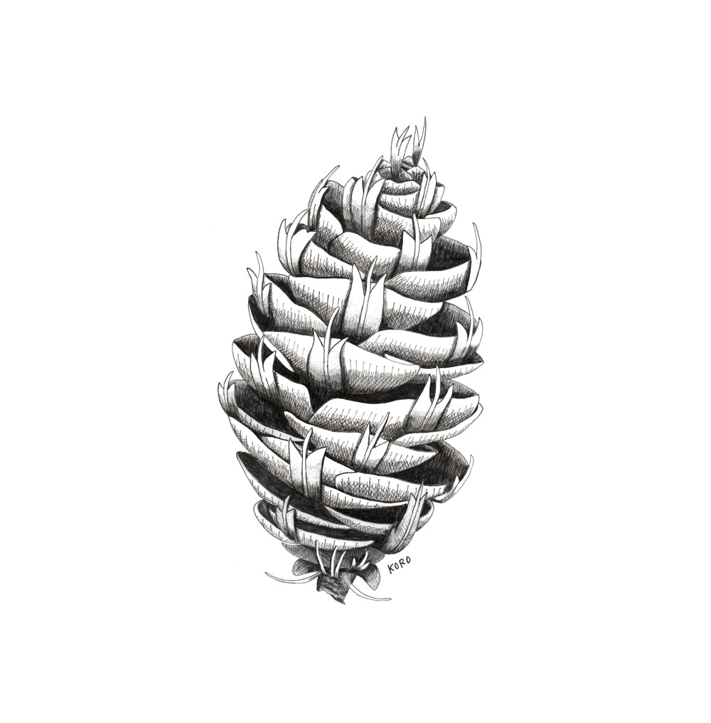 8 x 10 Douglas Fir Pinecone Print