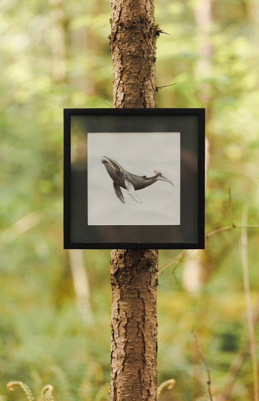 Humpback Whale Print