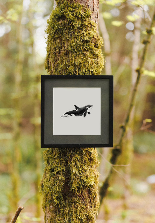 Orca Print