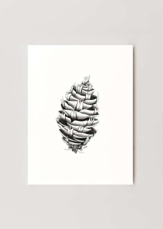 8 x 10 Douglas Fir Pinecone Print