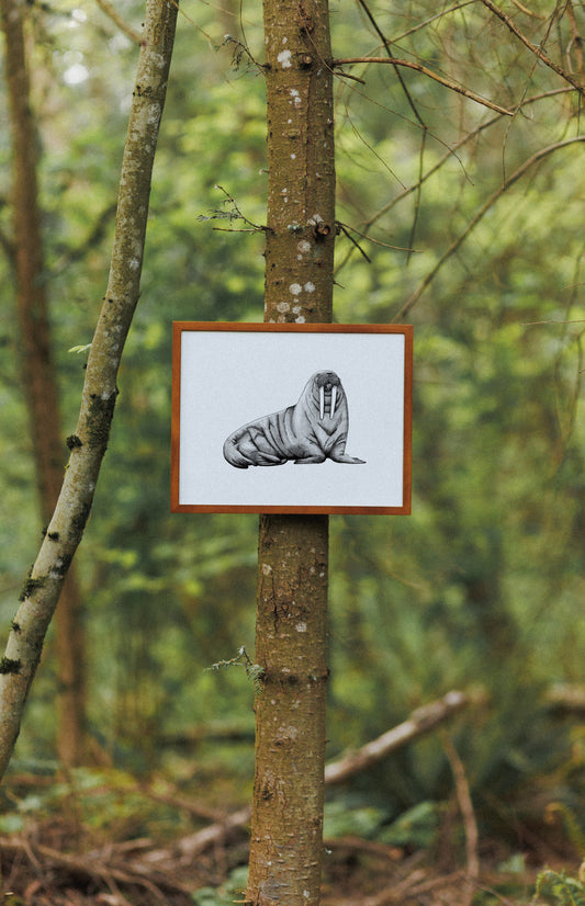 8 x 10 Walrus Print